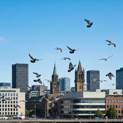 Sheffield city skyline with birds flying, representing urban bird control challenges